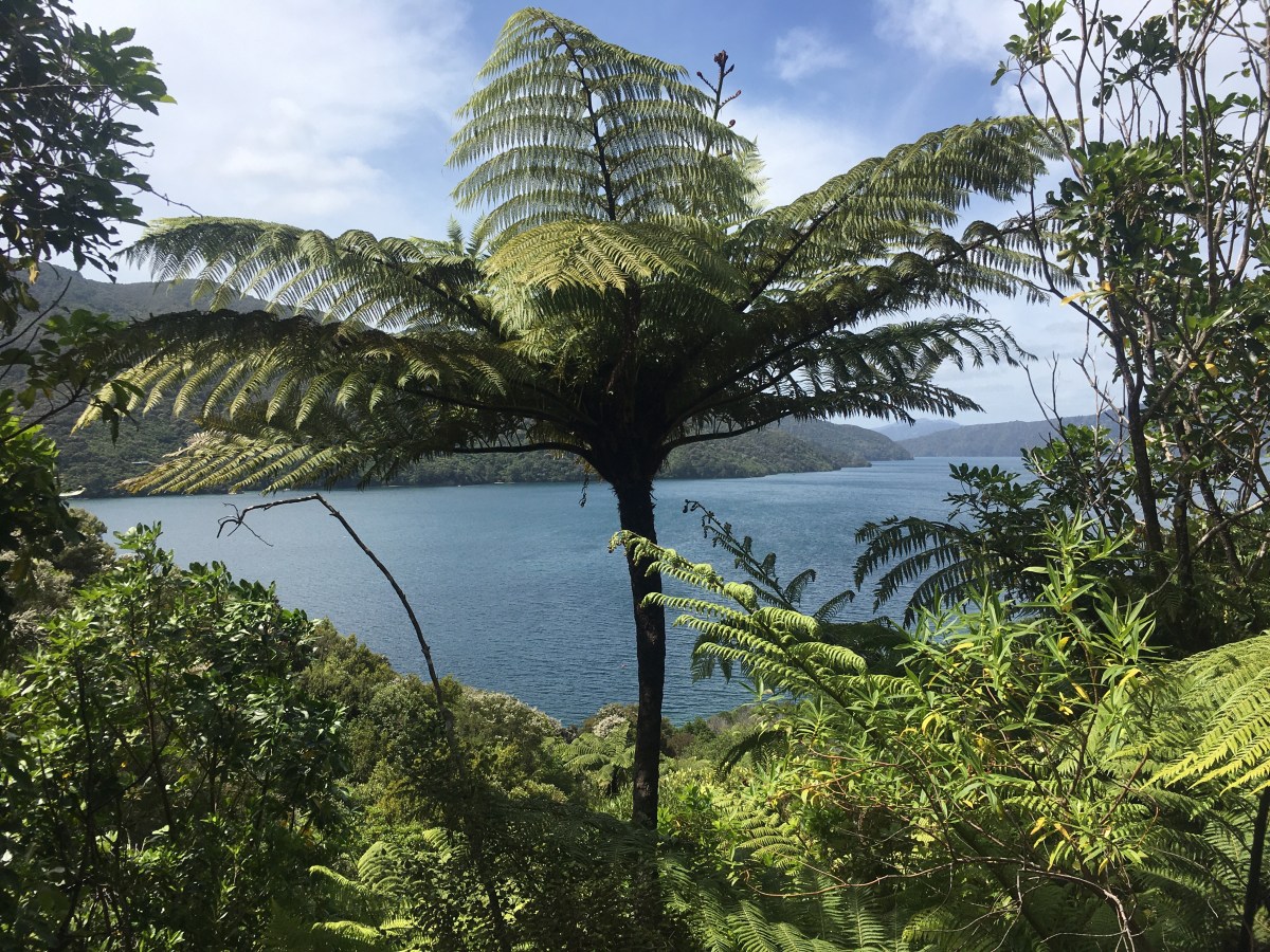 The Queen Charlotte Sounds –  a real&nbsp;gem